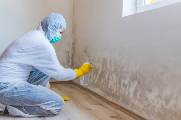 Licensed Mold Remediation service in Crocheron, MD - WQB Mold Removal